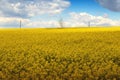 Yellow chain with rapeseed flowers and blue sky