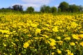 Yellow chamomile field