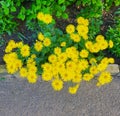 Yellow chamomile, floral background, August bright flowers