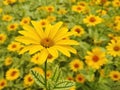 Yellow chamomile flower