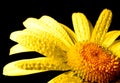 Yellow chamomile flower on black background