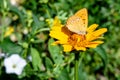 Yellow chamomile flower with butterfly on it Royalty Free Stock Photo