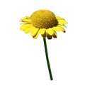 Yellow chamomile flower on a green stalk. White isolated background. Close-up.