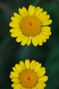 Yellow chamomile or Golden marguerite wild flowers Cota tinctoria in full bloom in green lush summer fields