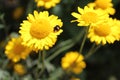 Yellow chamomile and a ladybird