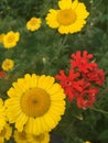 Yellow chamomile and red campion