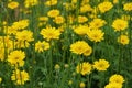 Yellow chamomile, a wildflower