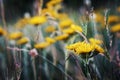 Yellow chamomiles meadow closeup with film filter Royalty Free Stock Photo