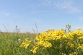 Yellow chamomiles on a meadow Royalty Free Stock Photo