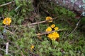 Yellow Chantarelles Under The Moss