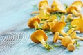 Yellow chanterelle (cantharellus cibarius)