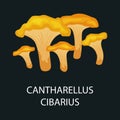 Yellow chanterelle or cantharellus cibarius isolated, Wild Foraged Mushroom, Vector edible natural mushrooms in natur Royalty Free Stock Photo