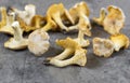 Yellow chanterelle cantharellus cibarius on a rustic wooden ba Royalty Free Stock Photo