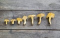 Yellow chanterelle cantharellus cibarius on a rustic wooden ba Royalty Free Stock Photo