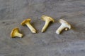 Yellow chanterelle cantharellus cibarius on a rustic wooden ba Royalty Free Stock Photo
