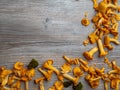 Yellow chanterelle cantharellus cibarius on rustic wooden background Royalty Free Stock Photo