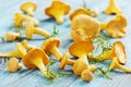 Yellow chanterelle (cantharellus cibarius) on a wooden background