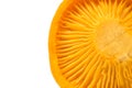 Yellow chanterelle mushroom prepared for cooking isolated. Close-up Royalty Free Stock Photo
