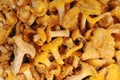 Yellow chanterelle mushrooms