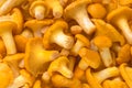 Yellow chanterelle mushrooms prepared for cooking. Close-up Royalty Free Stock Photo