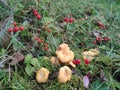 Yellow chanterelle mushrooms. red fruit of the poisonous Lily of the valley. autumn mushrooms and plant seeds Royalty Free Stock Photo