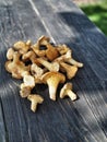 Yellow chanterelle mushrooms on rustic wooden table Royalty Free Stock Photo