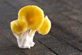 Yellow Chanterelle Mushrooms on a Wooden Table Royalty Free Stock Photo