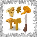 Yellow chanterelle vector illustration. Isolated image on white background Royalty Free Stock Photo