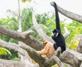 Yellow-cheeked and black crested gibbons sitting on the tree Royalty Free Stock Photo
