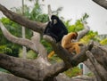 Yellow-cheeked and black crested gibbons sitting on the tree Royalty Free Stock Photo