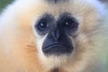 Yellow-cheeked gibbon