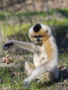 Yellow-cheeked gibbon female