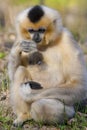 Yellow-cheeked gibbon female