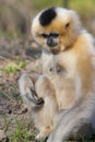 Yellow-cheeked gibbon female