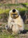 Yellow-cheeked gibbon female