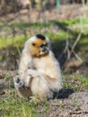 Yellow-cheeked gibbon female