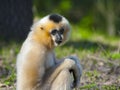 Yellow-cheeked gibbon female
