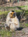 Yellow-cheeked gibbon female