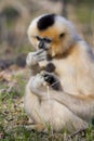 Yellow-cheeked gibbon female