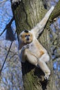 Yellow-cheeked gibbon