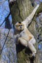 Yellow-cheeked gibbon