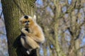 Yellow-cheeked gibbon