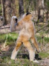 Yellow-cheeked gibbon female