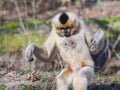 Yellow-cheeked gibbon female