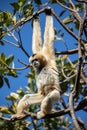 Female Yellow Cheeked Gibbon hanging from a tree top branch
