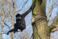 Yellow-cheeked gibbon