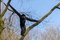 Yellow-cheeked gibbon