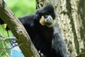 Yellow-cheeked gibbon (Nomascus gabriellae)