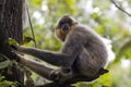 Yellow-cheeked gibbon (Nomascus gabriellae)