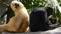 Male and female of yellow cheeked gibbon - Nomascus gabriellae